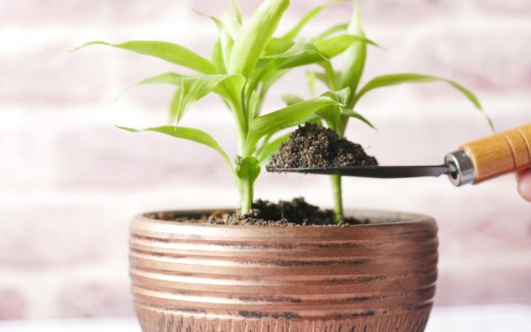 Slow-release fertilizer basics for easier, steadier feeding in home gardens