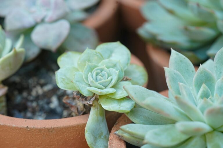 Container garden small balcony mixed pots