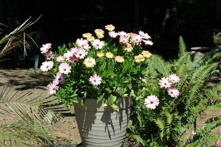 Herbs flowers mixed patio containers