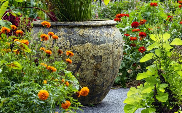 Smart pairings for pepper beds: vegetables and flowers that thrive together