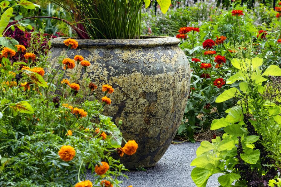 Pepper plants marigolds