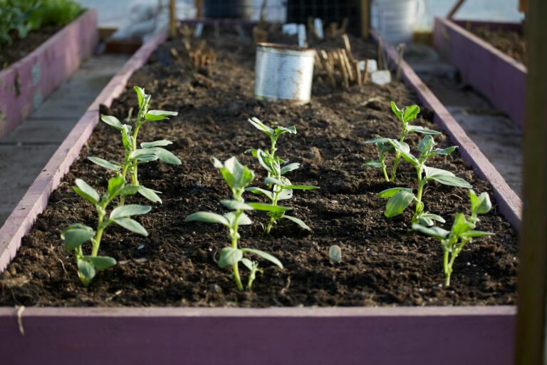 Small backyard raised bed mixed vegetables spacing