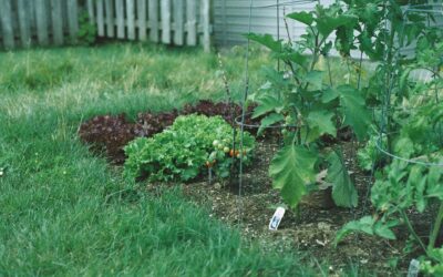 Smart plant spacing tips for lush growth in small outdoor spaces