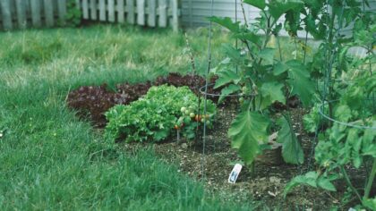 Smart plant spacing tips for lush growth in small outdoor spaces