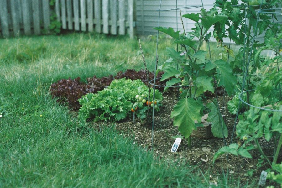 Small backyard raised bed mixed vegetables spacing