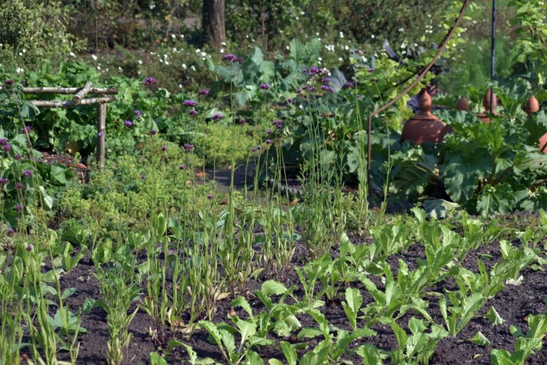 Small vegetable bed