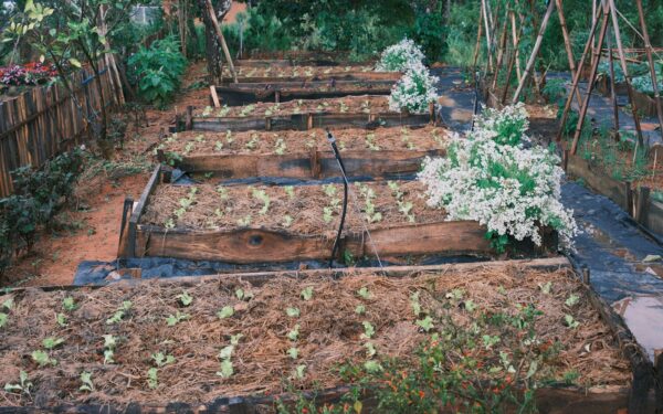 Smart plant spacing tips that make small plots healthier and easier to manage