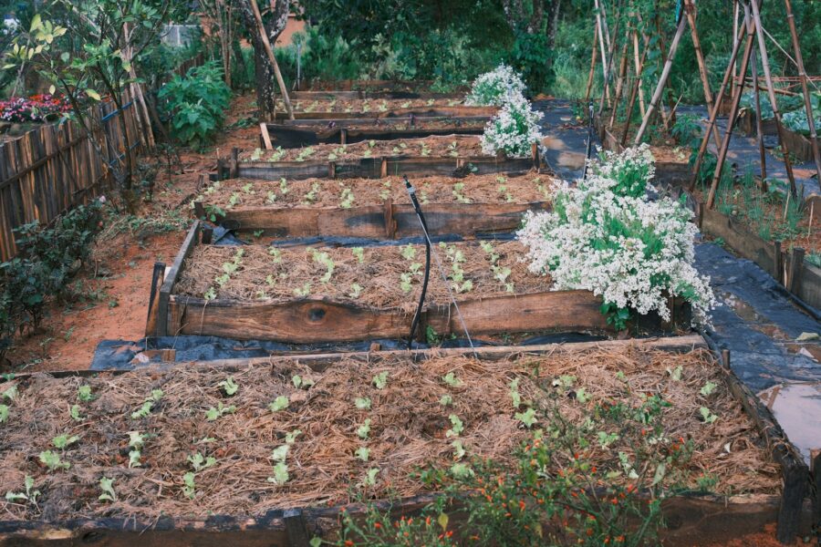 Small vegetable bed
