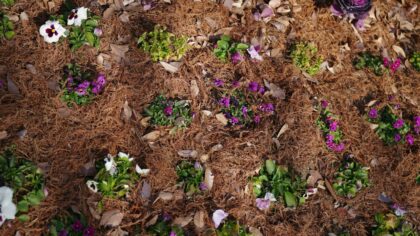 Smart watering in dry times: a practical guide to water‑saving care for your garden