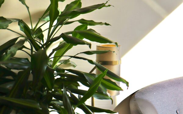 Snake plant care indoors: a practical guide for low-effort, long‑lasting houseplants