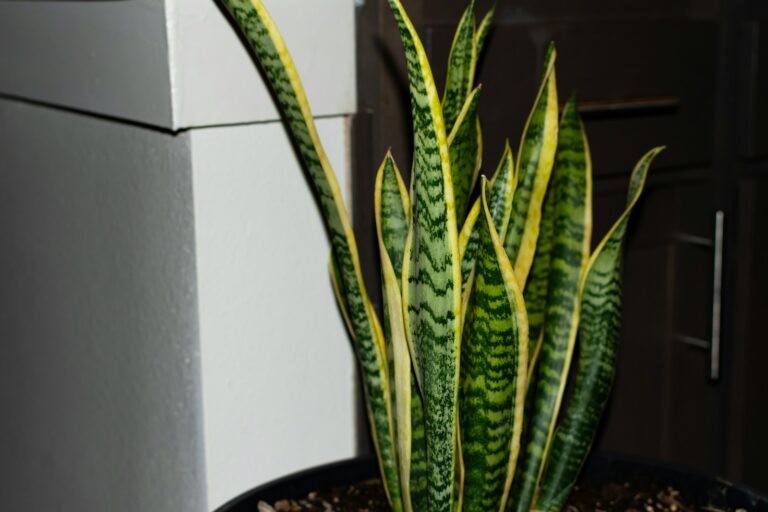 Snake plant pruning