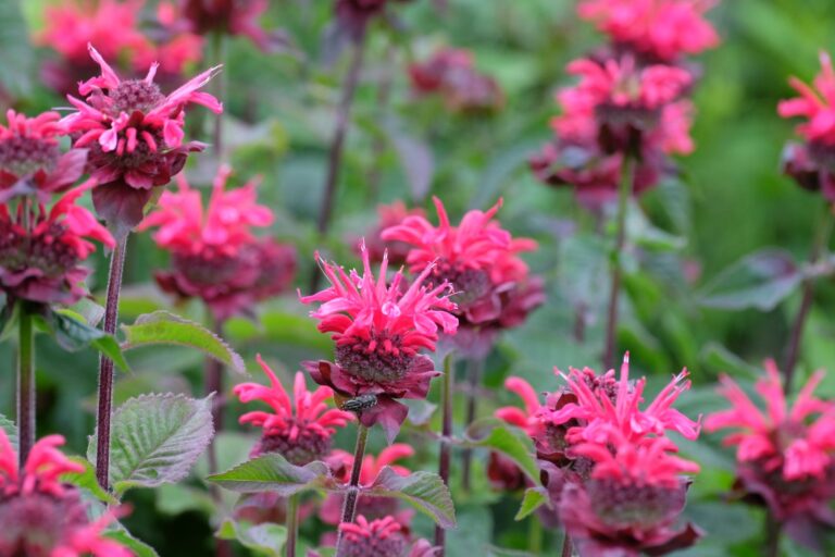 Soft garden border