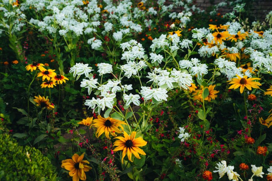 Mixed garden border