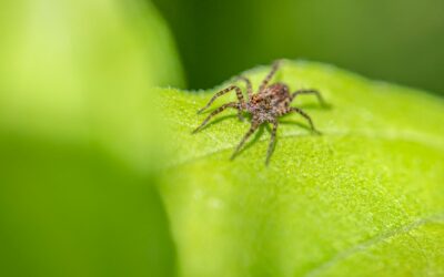 Spider mite trouble: how to spot, stop and avoid these tiny sap suckers
