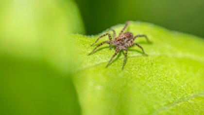 Spider mite trouble: how to spot, stop and avoid these tiny sap suckers