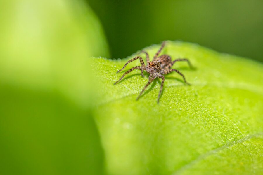 Spider mite webbing
