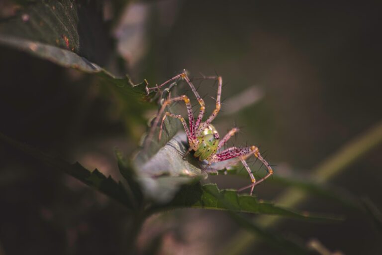Spider mite webbing