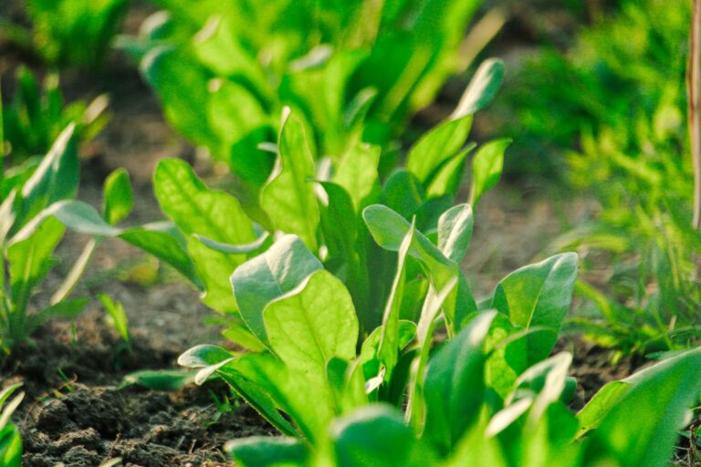 Spinach leaves garden