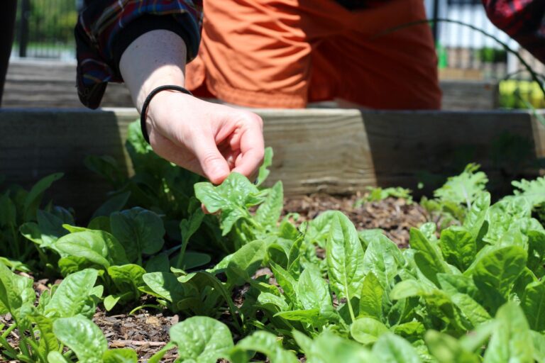 Spinach seedlings raised