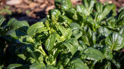 Spinach from seed to salad: reliable harvests in beds and containers