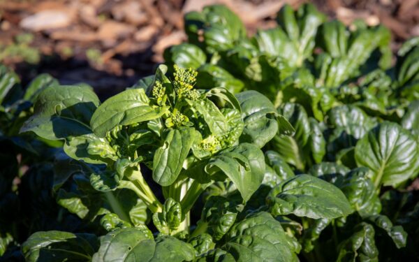 Spinach from seed to salad: reliable harvests in beds and containers