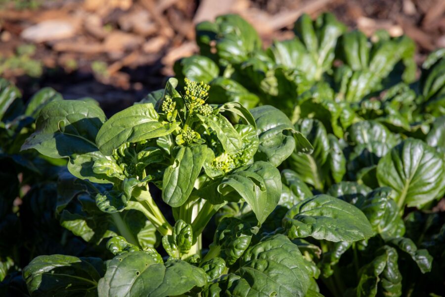 Spinach leaves garden