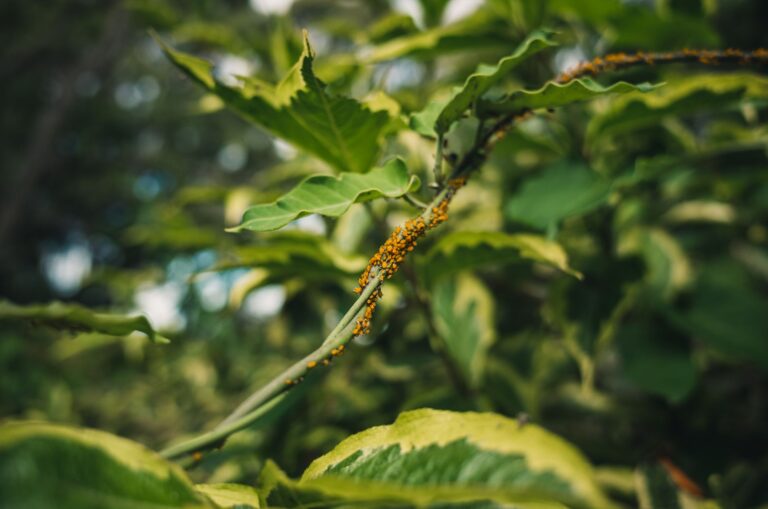 Sticky leaves aphids