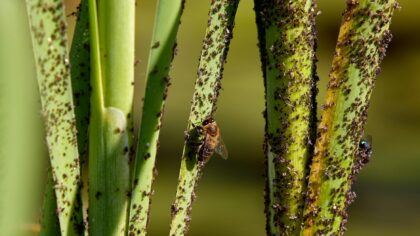 Sticky leaves on outdoor plants and what they are trying to tell you