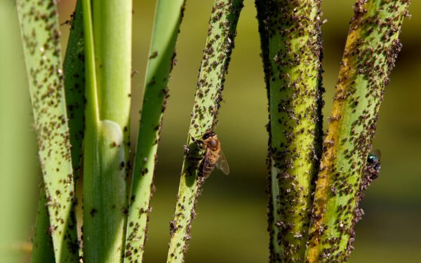 Sticky leaves on outdoor plants and what they are trying to tell you