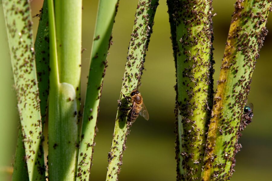 Sticky leaves aphids