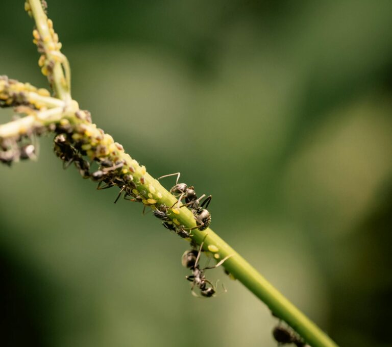 Close aphids leaf