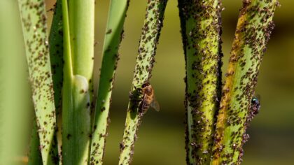 Sticky residue on houseplants and shrubs: what causes it and how to stop it safely