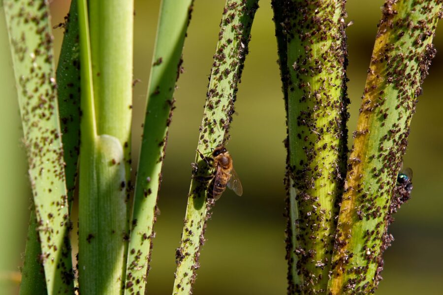 Houseplant stem close