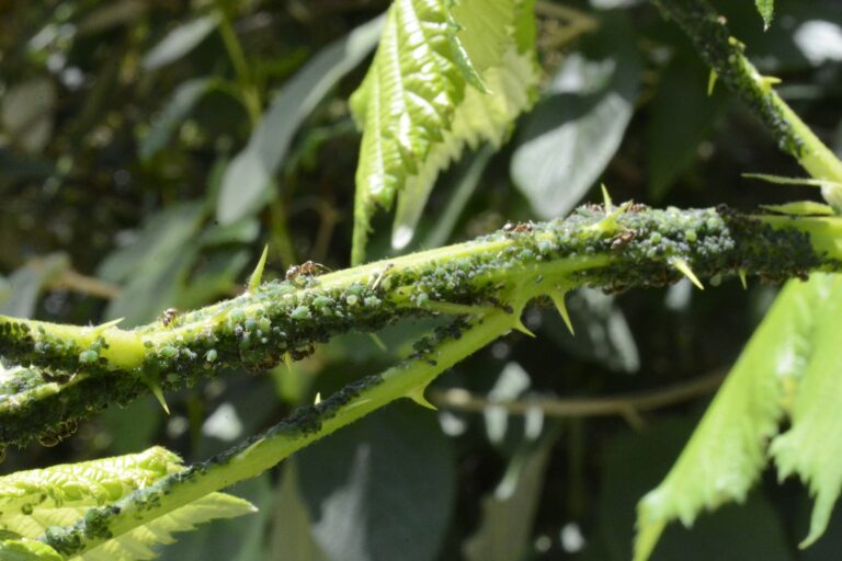 Scale insects shrub
