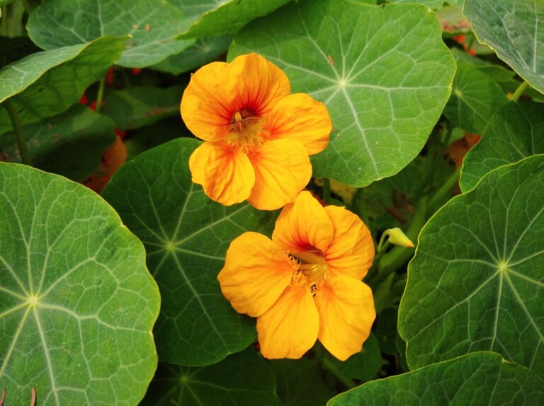 Nasturtiums calendula vegetable