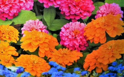 Summer flowers from seed: colourful annuals you can still sow now