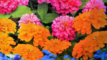 Summer flowers from seed: colourful annuals you can still sow now