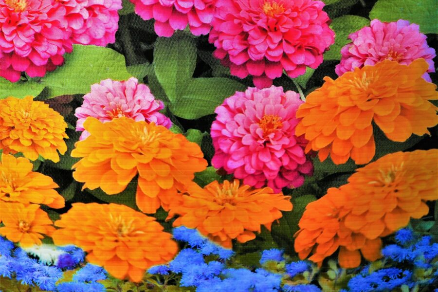 Summer flower bed