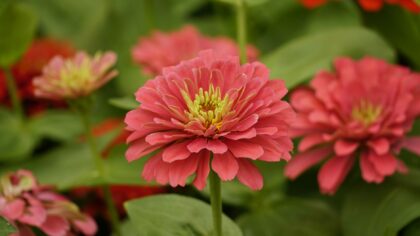 Summer flowers from seed: easy blooms that still shine this season