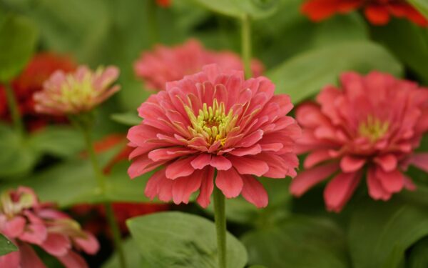 Summer flowers from seed: easy blooms that still shine this season