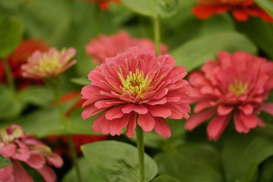 Summer flower garden