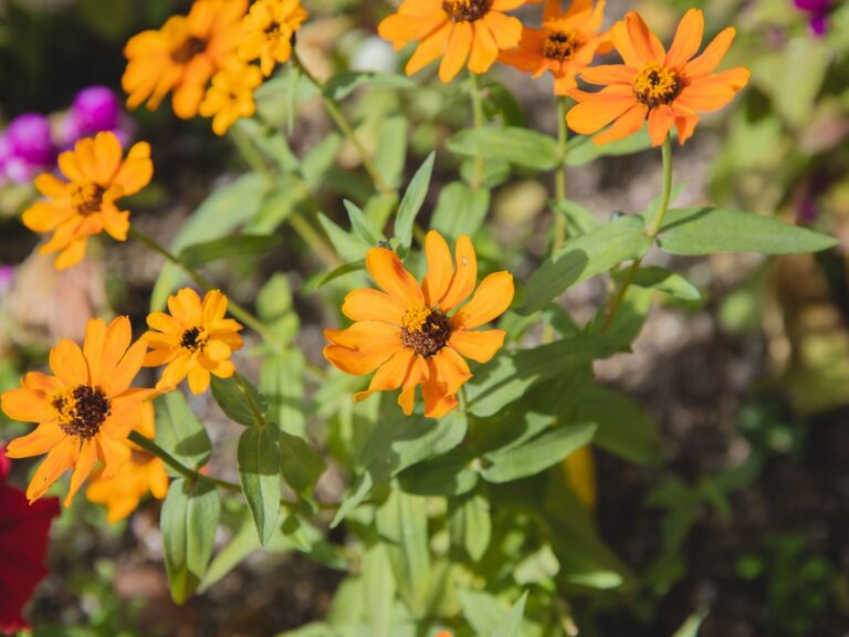Summer flower garden