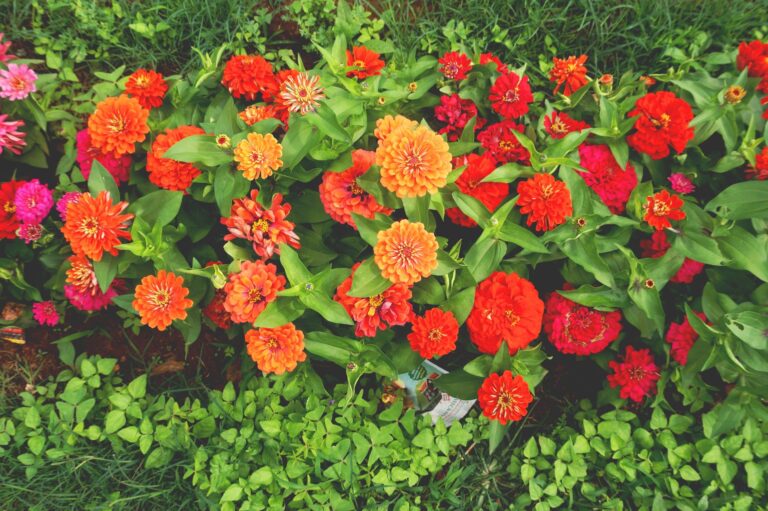 Zinnia flowers close