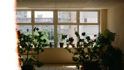 Summer indoor plant care: how to help your collection cope with heat and long days