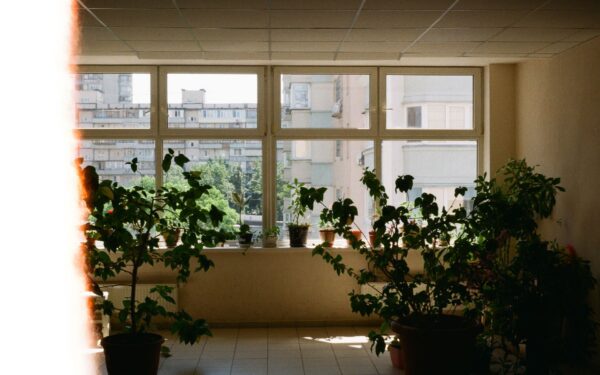 Summer indoor plant care: how to help your collection cope with heat and long days