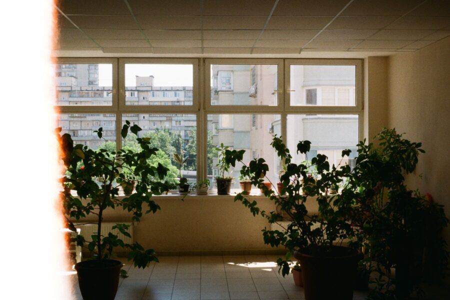 Indoor plants summer