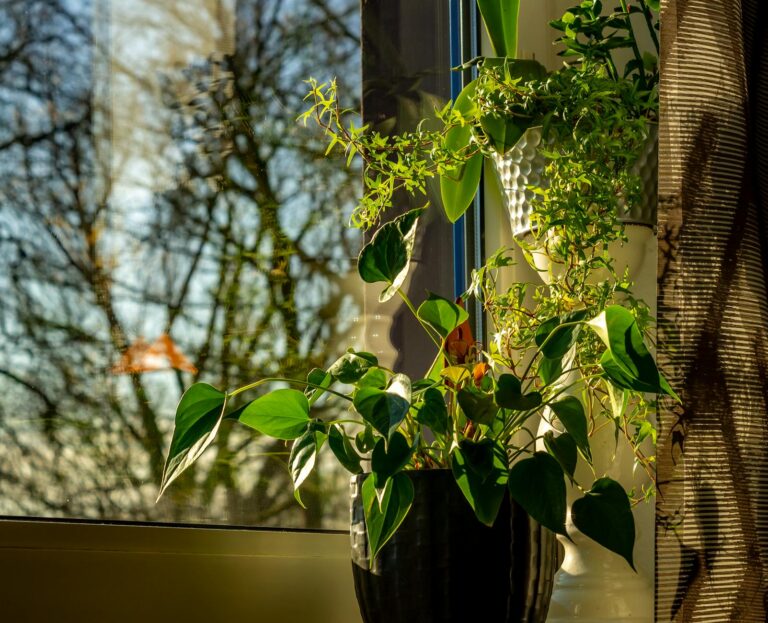 Indoor plants summer