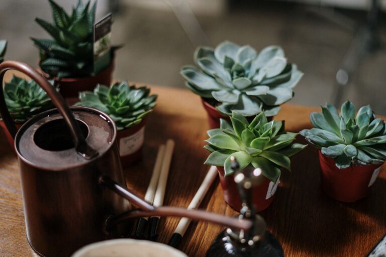 Watering indoor plants