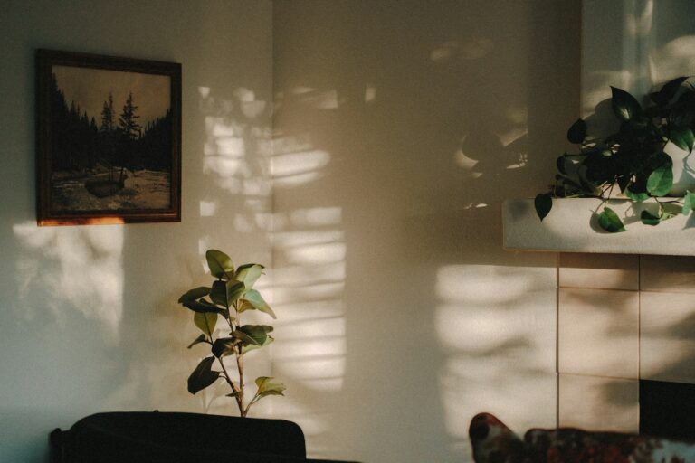 Indoor plants summer