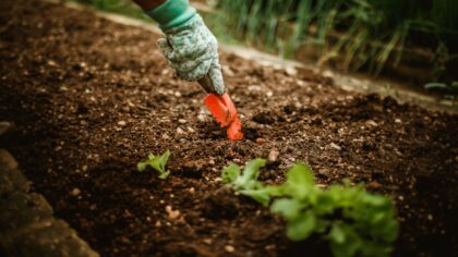 Summer sowing strategies for vegetables that thrive in the heat
